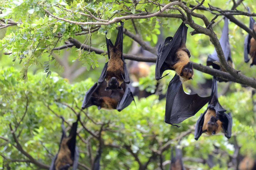 Qué es el virus Nipah y por qué hay temor de su propagación