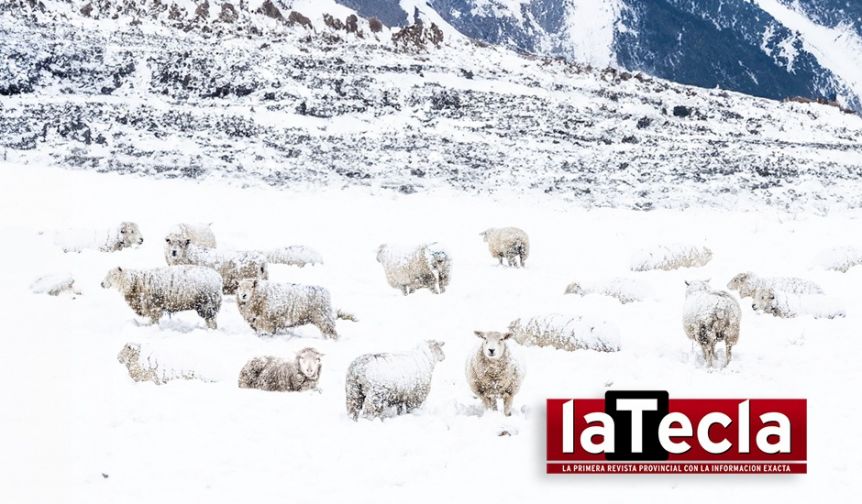 Ley Ovina: el tiro de gracia al campo del sur