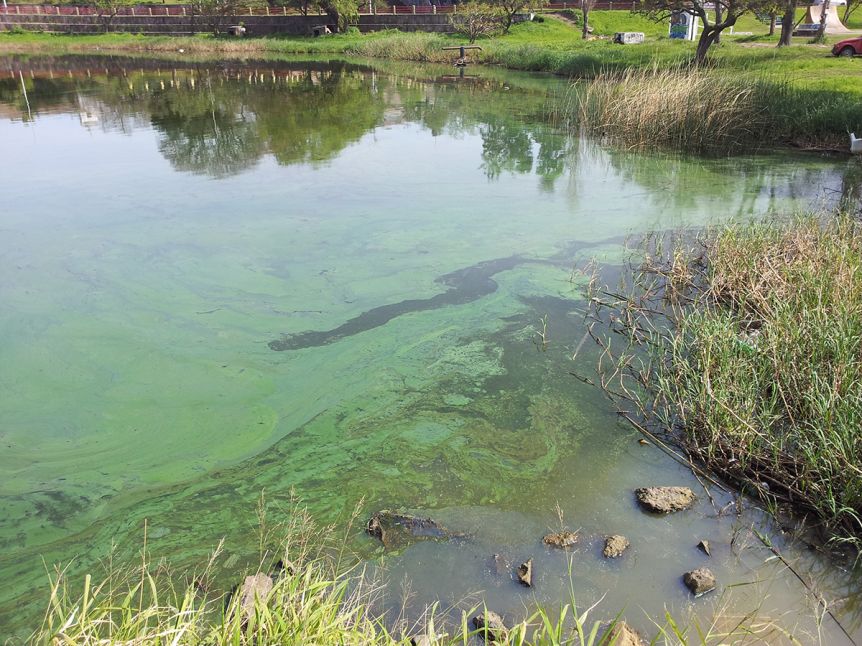 Cianobacterias: cuatro municipios bonaerenses están en alerta roja