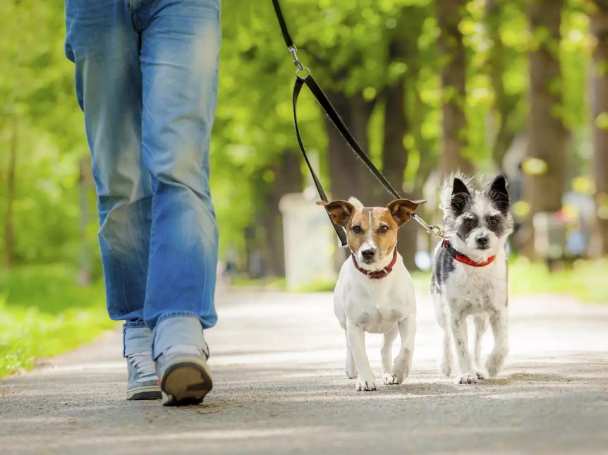 ¿Hijos o mascotas?: un dato que encendió las luces de alarma y cuestionamientos en CABA
