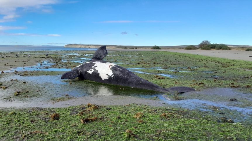 Registraron 71 ballenas muertas en Península Valdés