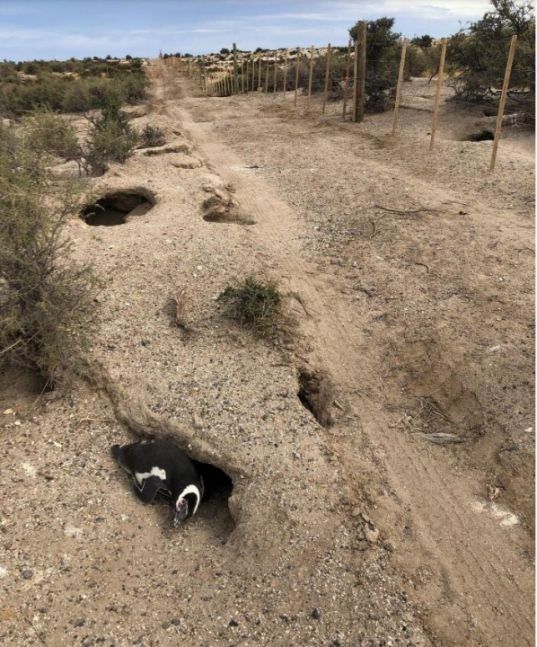 Matanza de pingüinos en Chubut: declararon culpable al único imputado en la causa