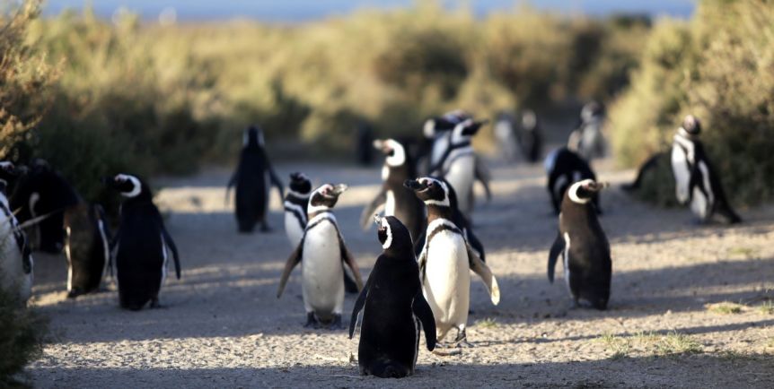 El empresario que aplastó con una topadora a los pingüinos en Punta Tombo no irá a prisión