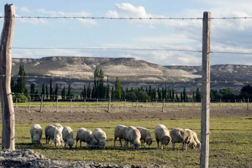Un respiro: el gobernador de Chubut busca quitarle tres impuestos al sector ganadero