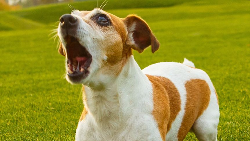 Un grupo de investigadores creó una IA para entender el ladrido de los perros