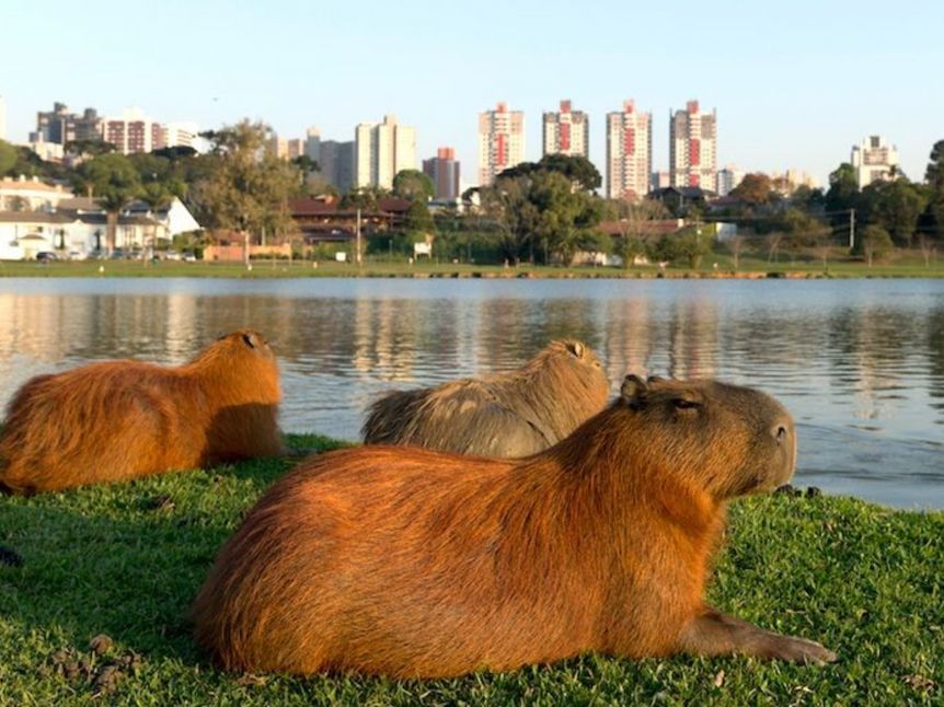 Nordelta contra los carpinchos: buscan esterilizar para controlar su población