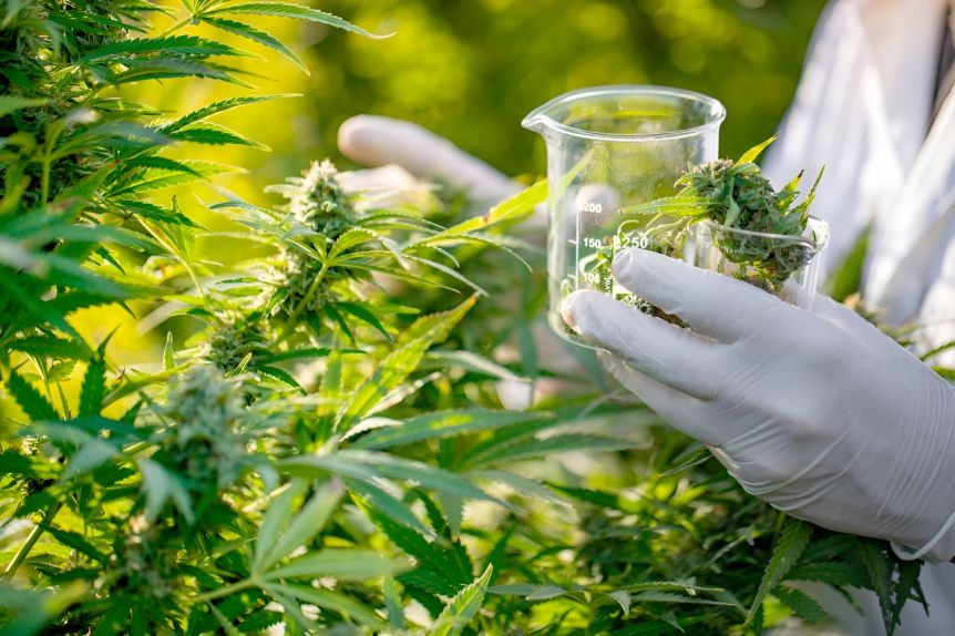 Contrapunto con Nación: la Provincia lanzó un programa de cannabis terapéutico