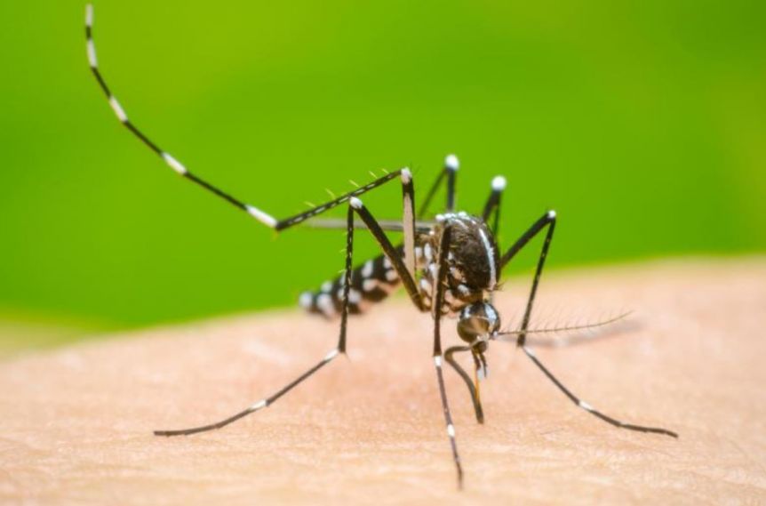 La Provincia combate el dengue con inteligencia artificial