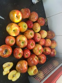 ¡El colmo! En la provincia productora de manzanas por excelencia entregan piezas agusanadas a los alumnos