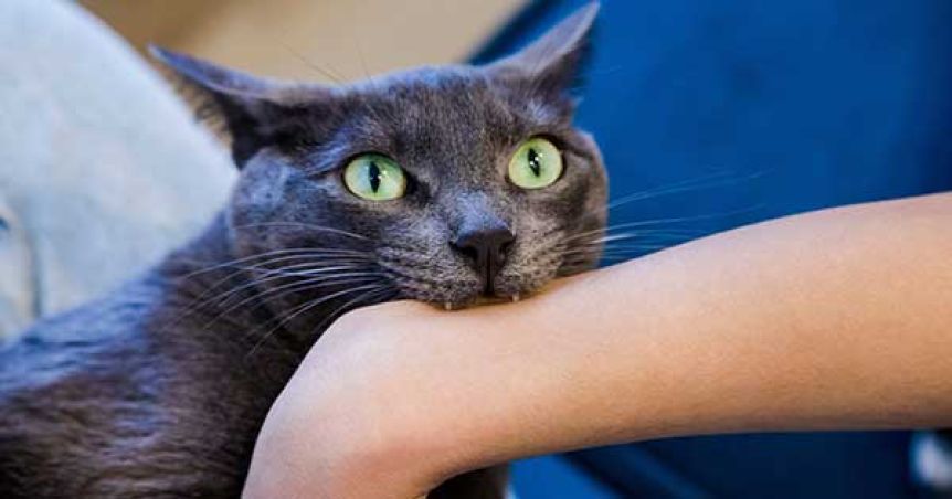 Alerta rabia: Salliqueló en alerta luego de que un felino infectara a seis personas