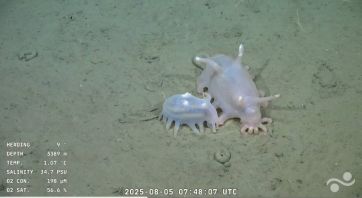 Expedición del CONICET: cuáles fueron las nuevas especies que se viralizaron