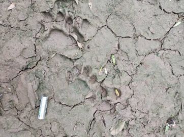 Después de 35 años, volvió a nacer un yaguareté en el Chaco