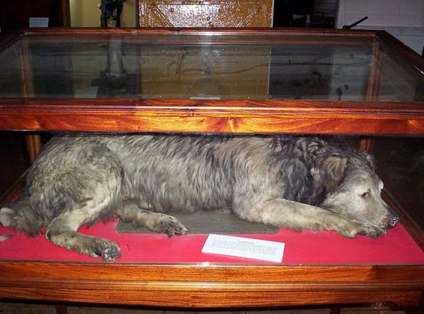 Lampazo, el perro marinero que nunca abandonó su fragata: una vida de lealtad en alta mar