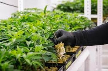 Cannabis: una oportunidad ante la crisis