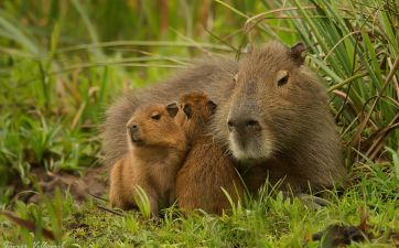 El avance de un barrio voraz