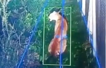 Alerta en Hudson: buscan  a un puma suelto en un barrio privado