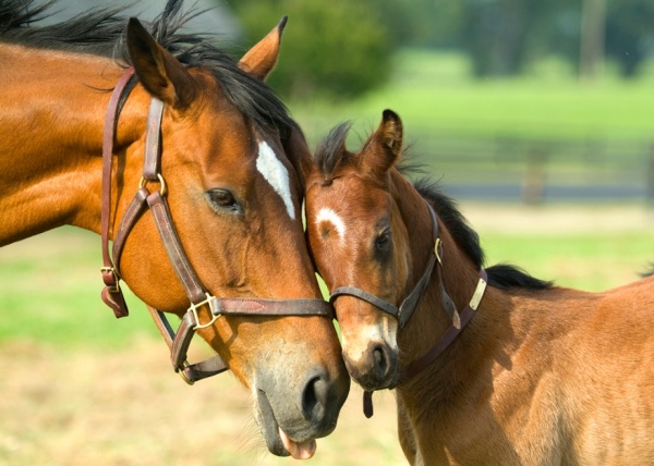 Caballos modernos: no más marca de fuego, ahora DNI y Chip