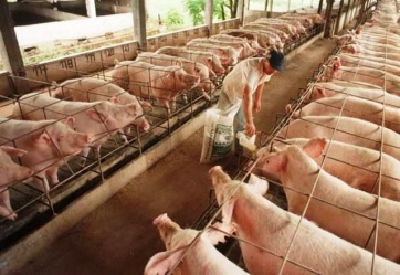 Estalló la bronca de productores porcinos contra el Gobierno