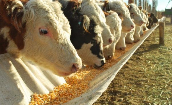 Vidal promulgó la ley que regula los “feedlots”, pero vetó el beneficio impositivo