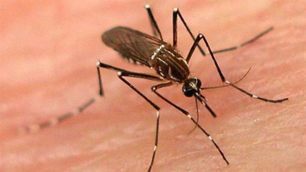 El peronismo de la Cámara Baja brinda su apoyo a la aplicación Caza Mosquitos
