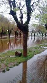 Productores de Ameghino,