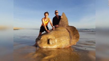 Dos pescadores encontraron un pez luna gigante... ¡casi dos metros de largo!